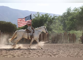 American Quarter Horse, Wałach, 12 lat, 157 cm, Siwa