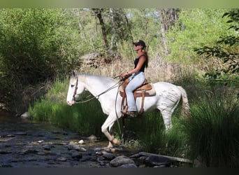 American Quarter Horse, Wałach, 12 lat, 157 cm, Siwa