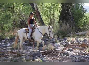 American Quarter Horse, Wałach, 12 lat, 157 cm, Siwa