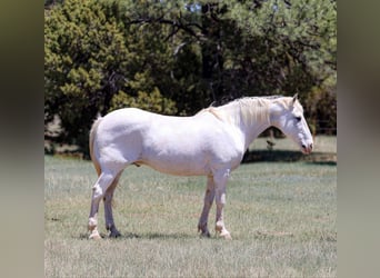American Quarter Horse, Wałach, 12 lat, 157 cm, Siwa