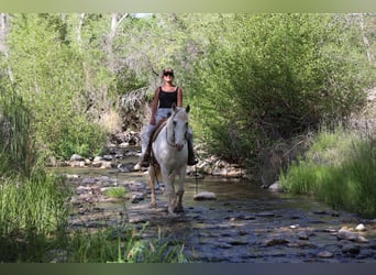 American Quarter Horse, Wałach, 12 lat, 157 cm, Siwa