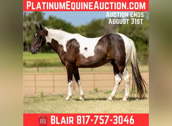 American Quarter Horse, Wałach, 12 lat, 157 cm, Tobiano wszelkich maści