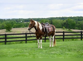 American Quarter Horse, Wałach, 12 lat, 157 cm, Tobiano wszelkich maści