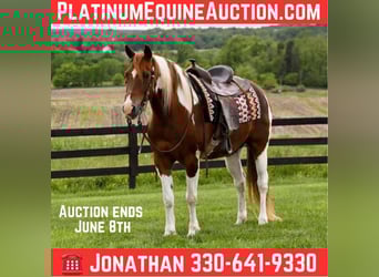 American Quarter Horse, Wałach, 12 lat, 157 cm, Tobiano wszelkich maści