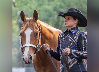 American Quarter Horse, Wałach, 12 lat, 163 cm, Cisawa