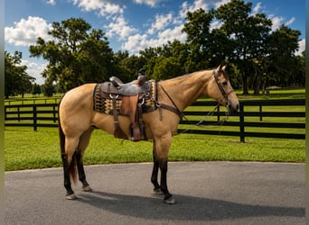 American Quarter Horse, Wałach, 12 lat, 163 cm, Jelenia