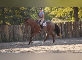 American Quarter Horse, Wałach, 12 lat, 163 cm