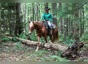 American Quarter Horse Mix, Wałach, 12 lat, Ciemnokasztanowata