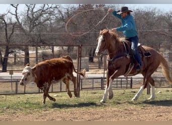 American Quarter Horse, Wałach, 12 lat, Cisawa