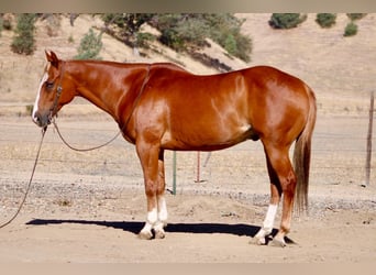 American Quarter Horse, Wałach, 12 lat, Cisawa