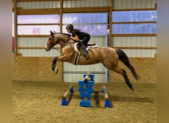 American Quarter Horse, Wałach, 12 lat, Gniadodereszowata