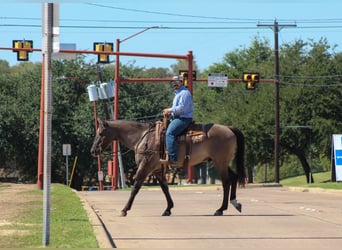 American Quarter Horse, Wałach, 12 lat, Grullo