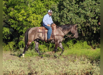 American Quarter Horse, Wałach, 12 lat, Grullo