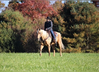 American Quarter Horse, Wałach, 12 lat, Izabelowata