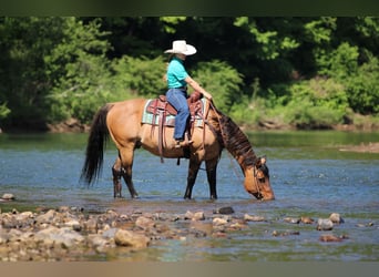 American Quarter Horse, Wałach, 12 lat, Jelenia