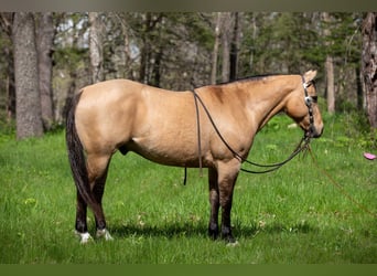 American Quarter Horse, Wałach, 12 lat, Jelenia
