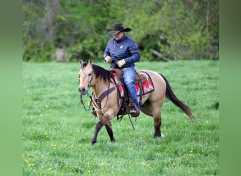 American Quarter Horse, Wałach, 12 lat, Jelenia
