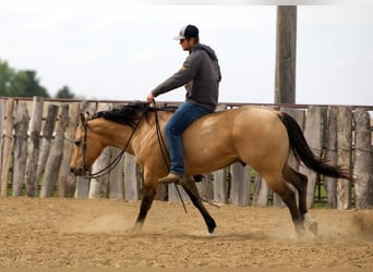 American Quarter Horse, Wałach, 12 lat, Jelenia