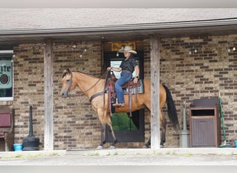 American Quarter Horse, Wałach, 12 lat, Jelenia