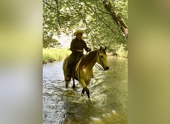 American Quarter Horse, Wałach, 12 lat, Jelenia