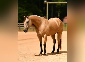 American Quarter Horse, Wałach, 12 lat, Jelenia