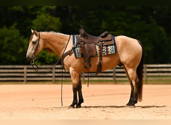 American Quarter Horse, Wałach, 12 lat, Jelenia
