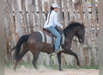 American Quarter Horse, Wałach, 12 lat, Kara