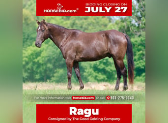 American Quarter Horse, Wałach, 12 lat, Kara