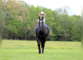 American Quarter Horse, Wałach, 12 lat, Kara