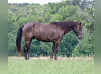 American Quarter Horse, Wałach, 12 lat, Kara