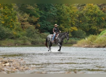 American Quarter Horse, Wałach, 12 lat, Karodereszowata