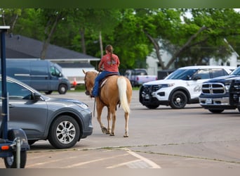 American Quarter Horse, Wałach, 13 lat, 142 cm, Izabelowata