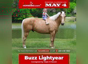 American Quarter Horse, Wałach, 13 lat, 142 cm, Izabelowata