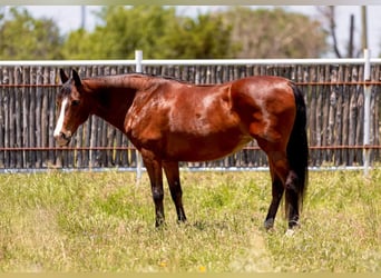 American Quarter Horse, Wałach, 13 lat, 145 cm, Gniada