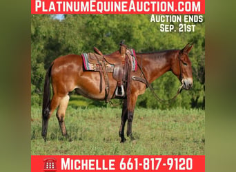 American Quarter Horse, Wałach, 13 lat, 147 cm, Gniada