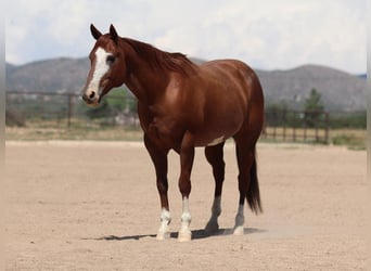American Quarter Horse, Wałach, 13 lat, 147 cm, Kasztanowatodereszowata