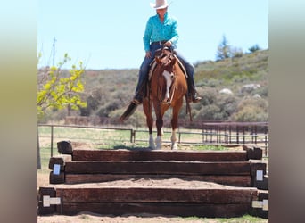 American Quarter Horse, Wałach, 13 lat, 147 cm, Kasztanowatodereszowata
