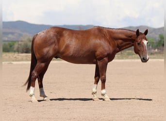 American Quarter Horse, Wałach, 13 lat, 147 cm, Kasztanowatodereszowata