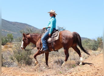 American Quarter Horse, Wałach, 13 lat, 147 cm, Kasztanowatodereszowata