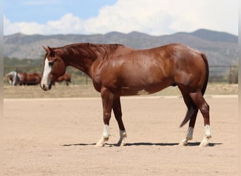 American Quarter Horse, Wałach, 13 lat, 147 cm, Kasztanowatodereszowata