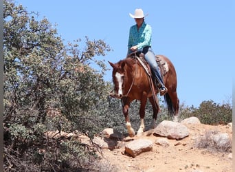 American Quarter Horse, Wałach, 13 lat, 147 cm, Kasztanowatodereszowata