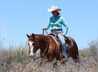 American Quarter Horse, Wałach, 13 lat, 147 cm, Kasztanowatodereszowata