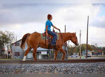 American Quarter Horse, Wałach, 13 lat, 150 cm, Bułana