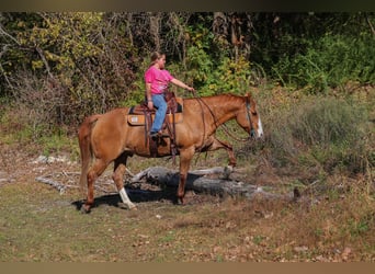 American Quarter Horse, Wałach, 13 lat, 150 cm, Bułana
