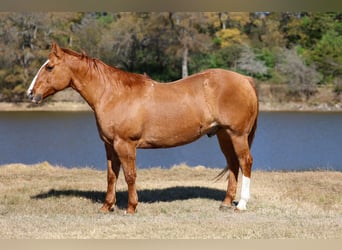American Quarter Horse, Wałach, 13 lat, 150 cm, Bułana