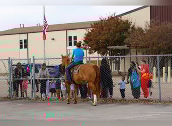 American Quarter Horse, Wałach, 13 lat, 150 cm, Bułana