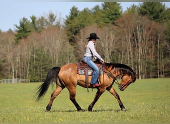 American Quarter Horse, Wałach, 13 lat, 150 cm, Bułana