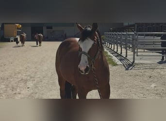 American Quarter Horse, Wałach, 13 lat, 150 cm, Skarogniada