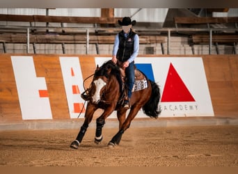 American Quarter Horse, Wałach, 13 lat, 150 cm, Skarogniada