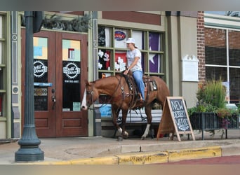 American Quarter Horse, Wałach, 13 lat, 152 cm, Bułana
